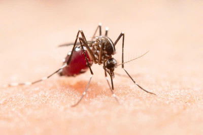 Muỗi Aedes là trung gian lây truyền chikungunya cho người