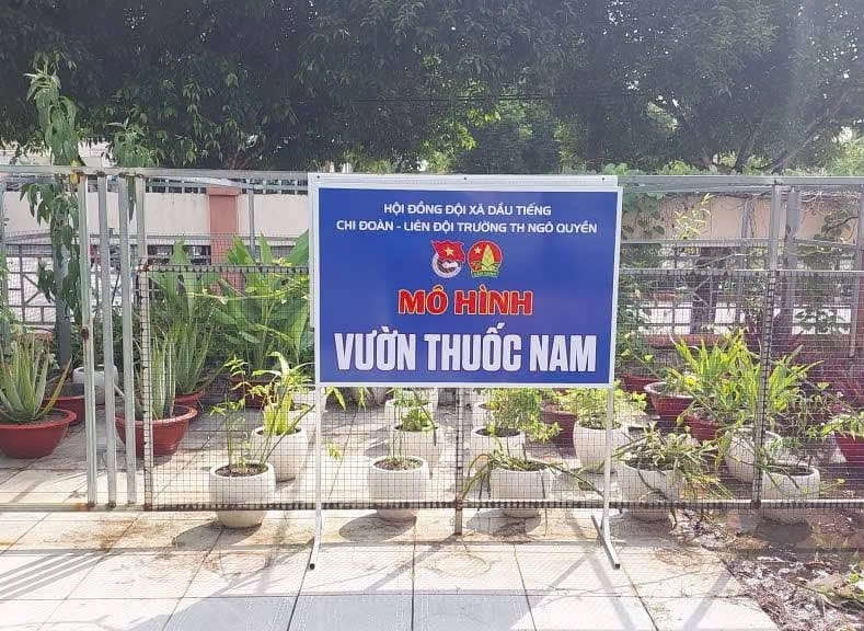 CHI ĐOÀN - LIÊN ĐỘI TRƯỜNG TIỂU HỌC NGÔ QUYỀN CHUNG TAY CHĂM SÓC, CẢI TẠO MÔ HÌNH "VƯỜN THUỐC NAM".